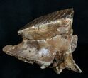 Woolly Mammoth Molar From North Sea #4419-3